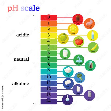 pH scale diagram with corresponding acidic or alkaline values for common substances, food ...
