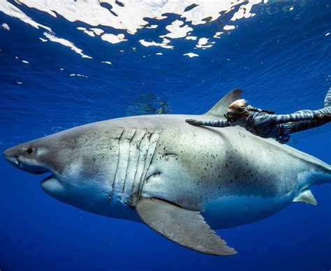 Photographs of what's believed to be the largest great white shark ever recorded in history ...