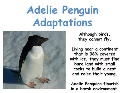 PPT - Adelie Penguin Adaptations PowerPoint Presentation, free download ...