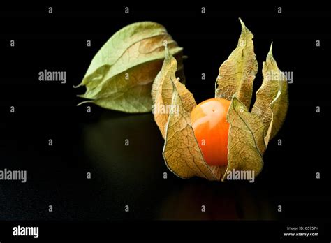 detail of alkekengi fruit background Stock Photo - Alamy