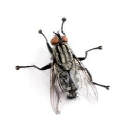 Flesh Flies | Facts & Identification, Control & Prevention