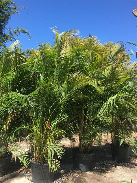 Areca Palm | Jungle Jack's Bamboo Nursery