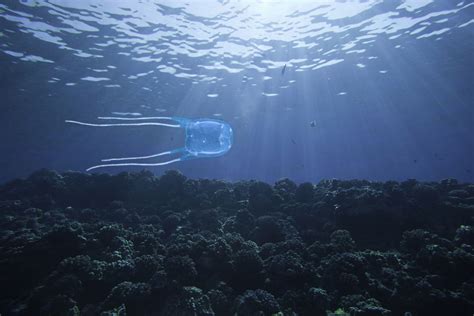 Box Jellyfish Stings: Symptoms and Emergency Treatment