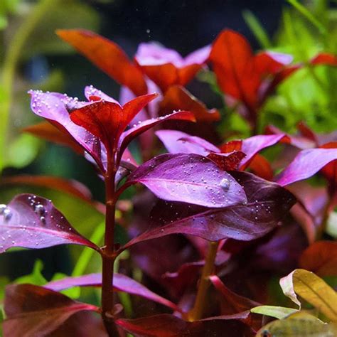 Ludwigia Repens Red Rubin 6 Bundles Freshwater Aquarium Plant - Etsy