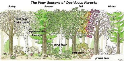 Temperate Deciduous Forest Plants Names