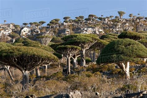 The Dragon Blood Tree Forest near Dixsam, Socotra, Yemen - Stock Photo - Dissolve