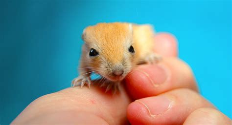 Baby Gerbils - A Guide To Baby Gerbil Care And Development