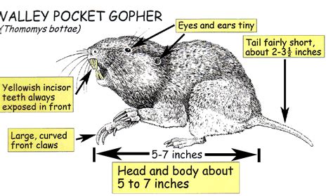 MN Animal Control Minneapolis | Remove Moles, Voles and Gophers