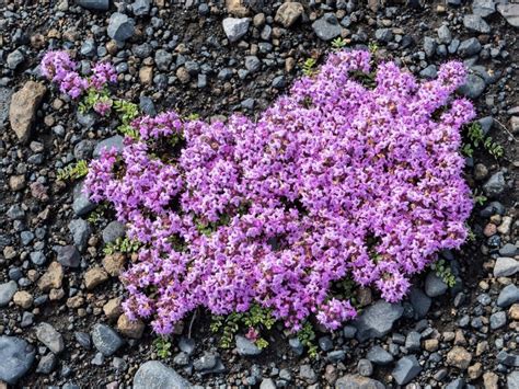 Creeping Thyme Plant Care - How To Plant Creeping Thyme Ground Cover