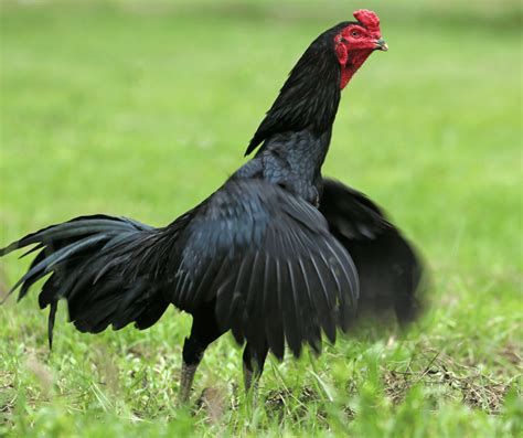 Unveiling Black Rooster Symbolism: Meanings and Interpretations