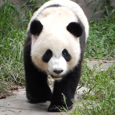 🔥 Free download Giant pandas videos [2736x2736] for your Desktop, Mobile & Tablet | Explore 99 ...