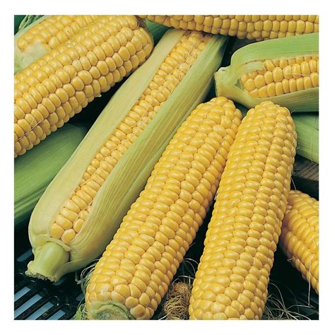 SWEET CORN SWEETCORN INCREDIBLE F1 / Sweetcorn / PremierSeedsDirect