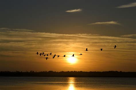 Silhouette Photography of Flock of Flying Birds With Sunset Background · Free Stock Photo