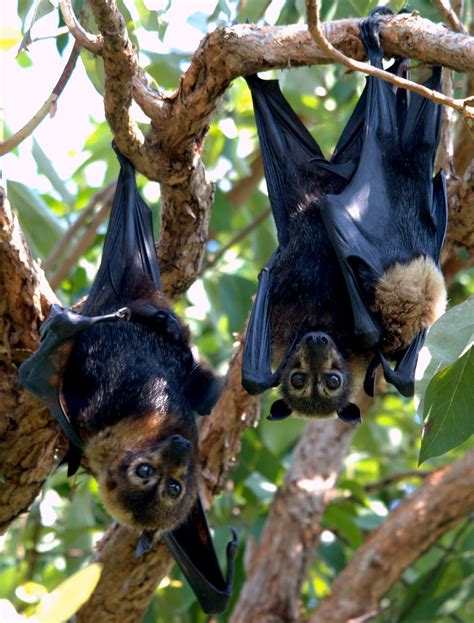 Giant Australian Bat | www.pixshark.com - Images Galleries With A Bite!