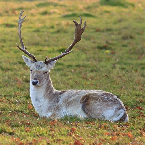 Fallow Deer Buck by Maurice Ford