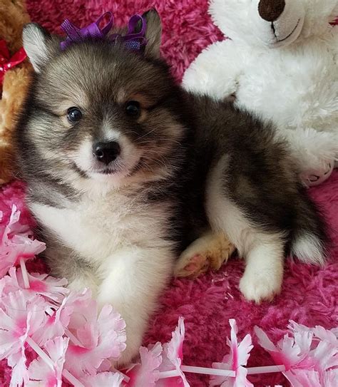 Pomsky Puppies For Sale | Florida City, FL #219628