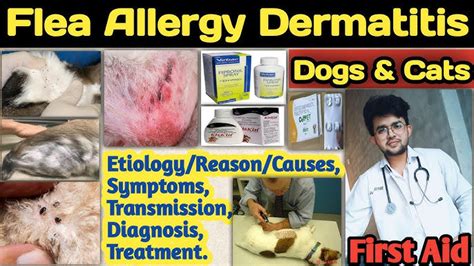 Dermatophytosis In Dogs/cats || Ringworm In Dogs || Summer, 58% OFF