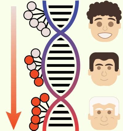 Deep Longevity publishes an epigenetic aging | EurekAlert!