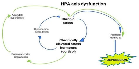 HPA Axis in the Pathomechanism of Depression and Schizophrenia: New Therapeutic Strategies Based ...