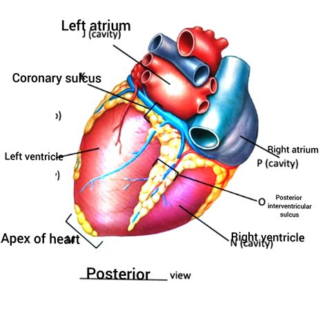 [Solved] SURFACE FEATURES OF THE HEART Indicate the following features ...