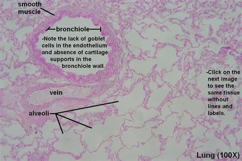 Bronchi and Bronchioles – Tutorial – Histology Atlas for Anatomy and Physiology