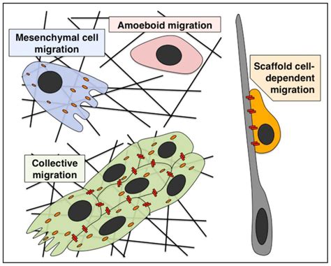 IJMS | Free Full-Text | Cell Adhesion and Its Endocytic Regulation in ...