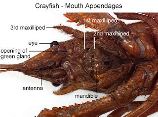 _I@i\i: DISSECTION: CRAYFISH