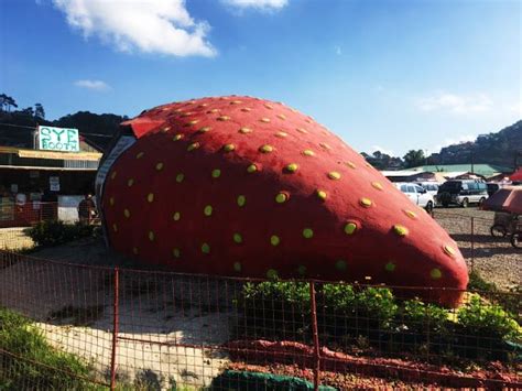 Strawberry Farm La Trinidad Benguet | Strawberry farm, Baguio, Baguio city