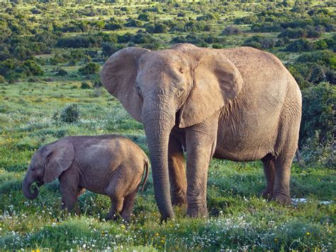 File:African Bush Elephants.jpg - Wikimedia Commons