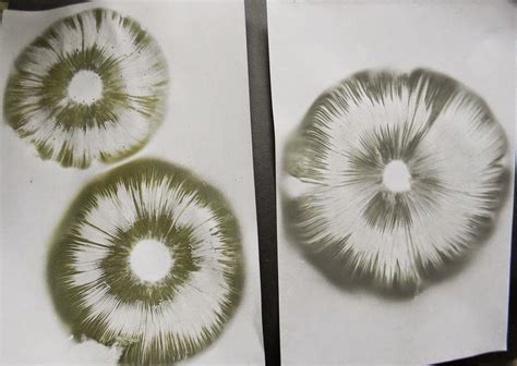 Making Spore Prints from Mushrooms | The Survival Gardener