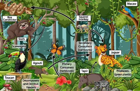 Diagrama Mostrando A Teia Alimentar Na Ilustração Da Floresta Tropical Fauna De árvores Vetor ...