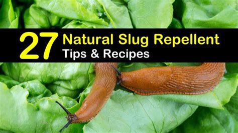 27 Simple DIY Slug Repellent Solutions