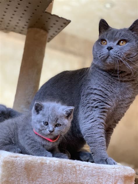 British Shorthair Cats For Sale | Memphis, TN #286266