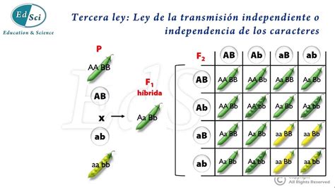 Genética Mendeliana: Leyes de Mendel 😃💡💯 - YouTube