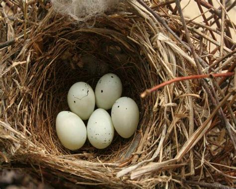 Sparrow Eggs: What They Look Like, When They Hatch, & More!