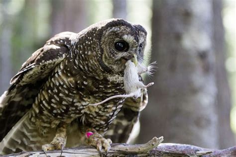 Spotted Owl Facts, Distribution, Habitat, Call, Diet, Pictures