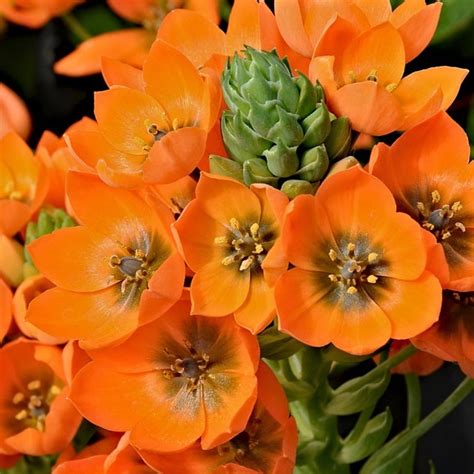 Orange Dubium Star of Bethlehem - Florabundance Wholesale Flowers