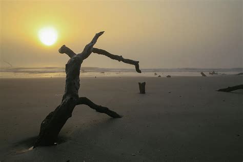 Driftwood Beach Sunrise Photograph by Katie Dobies - Pixels