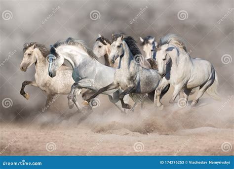 White horse herd stock image. Image of male, mammal - 174276253