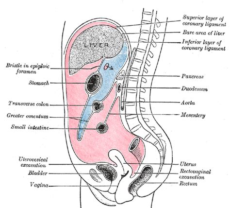 Lesser sac - wikidoc