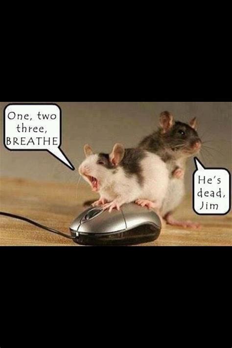 Funny Quotes About Mice - ShortQuotes.cc