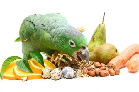 Mealy Amazon Parrot: Facts, Diet & Care Guide (With Pictures) | Pet Keen