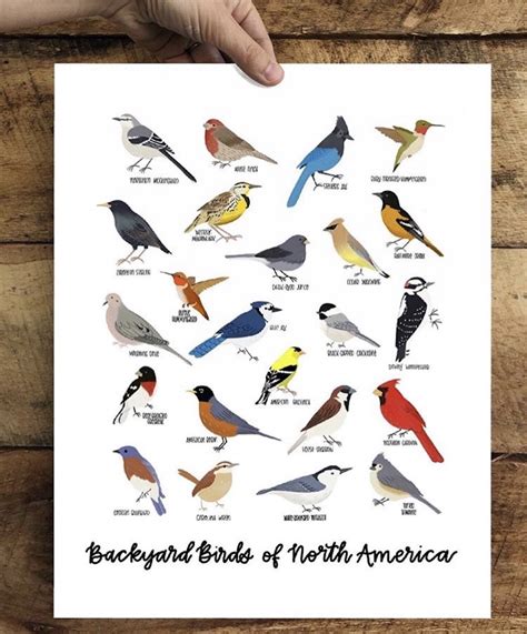 Backyard Birds of North America 8x10 print - Made Market