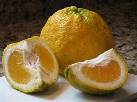 Ugli Fruit - Twin Fruit