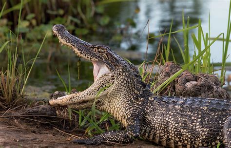 American alligator showing off it's teeth Photograph by Pamela Wertz ...