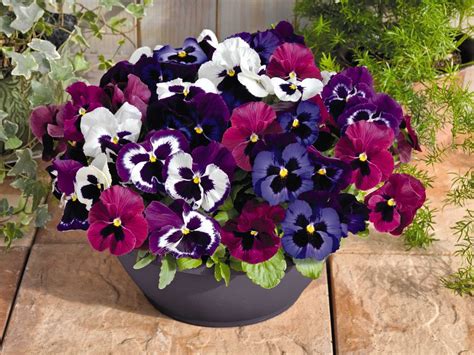 14 Pretty and Unusual Pansy Varieties