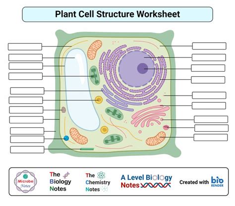 Plant Cell: Structure, Parts, Functions, Labeled Diagram