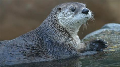 Man hospitalized with ‘significant injuries’ after encounter with mother otter at Northern ...