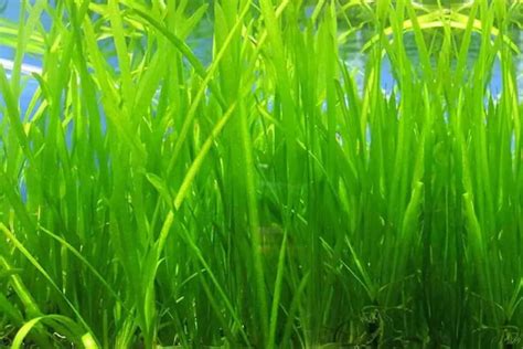 Vallisneria Care Guide – Planting, Growing, and Propagation - Shrimp ...