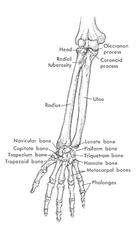 Human Arm Bone Anatomy - Bones can be divided into 3 generic groups: